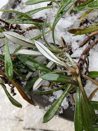 植物の名前わかりませんか？
