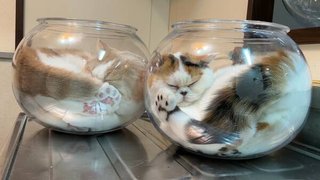 ≪チラ裏≫独り言