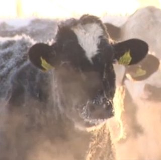 異常気象！北海道 お湯もタオルも牛も凍る？陸別町ー２７．９℃で全国一の寒さに