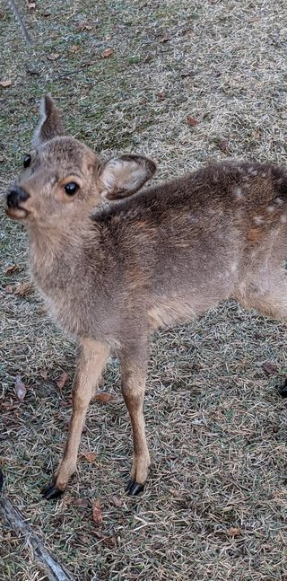 奈良公園の子鹿には絶対にさわらないで　5カ月しか生きられなかったこつぶちゃんが伝えようとしたこと
