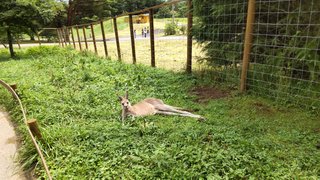 &#x{11:F8E2};なんでもいｰから&#x{11:F8E2};