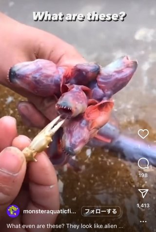 日本で食用にもされる魚がキモすぎて海外で話題に