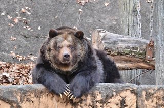 ヒグマにナイフ一本で立ち向かい勝てたら20億円