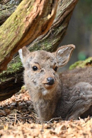 奈良公園の子鹿には絶対にさわらないで　5カ月しか生きられなかったこつぶちゃんが伝えようとしたこと