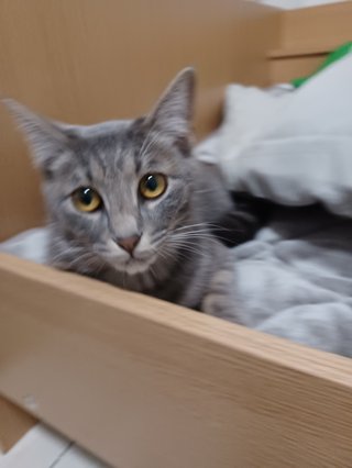 クセ強い匿名、避難用