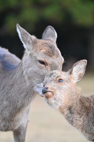 奈良公園の子鹿には絶対にさわらないで　5カ月しか生きられなかったこつぶちゃんが伝えようとしたこと