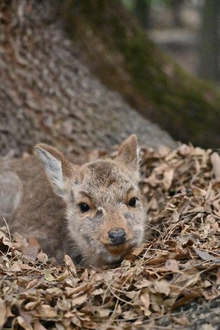 奈良公園の子鹿には絶対にさわらないで　5カ月しか生きられなかったこつぶちゃんが伝えようとしたこと