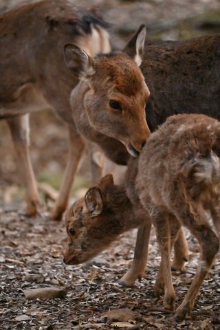 奈良公園の子鹿には絶対にさわらないで　5カ月しか生きられなかったこつぶちゃんが伝えようとしたこと