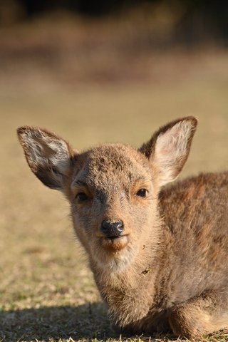 奈良公園の子鹿には絶対にさわらないで　5カ月しか生きられなかったこつぶちゃんが伝えようとしたこと
