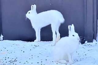 エゾユキウサギが立った！　驚きの変貌「コレジャナイ感すごい」