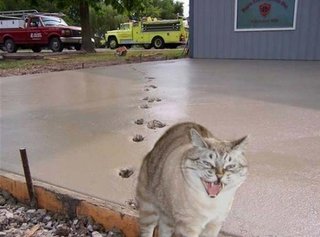 お宅の玄関廻りのコンクリに猫の足跡ついてるとこある？