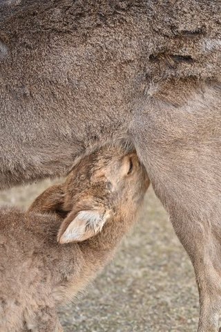 奈良公園の子鹿には絶対にさわらないで　5カ月しか生きられなかったこつぶちゃんが伝えようとしたこと