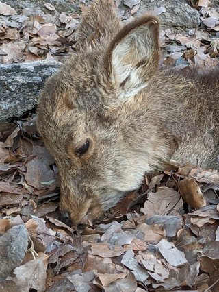 奈良公園の子鹿には絶対にさわらないで　5カ月しか生きられなかったこつぶちゃんが伝えようとしたこと