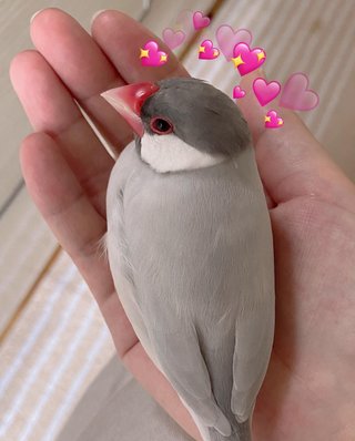 手乗り文鳥飼ってる人いる?