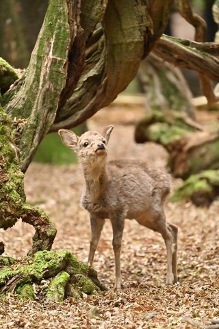 奈良公園の子鹿には絶対にさわらないで　5カ月しか生きられなかったこつぶちゃんが伝えようとしたこと