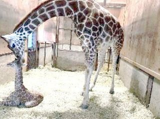 【千葉】キリンの赤ちゃん誕生　節分生まれ「節子（せつこ）」　市原ぞうの国