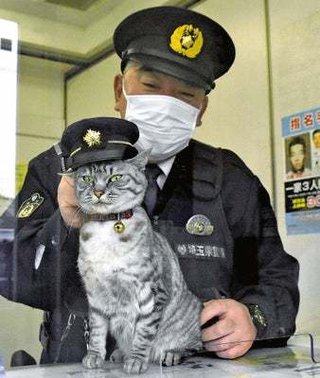 【埼玉県】猫駐在、名前はまだない「飼い主が現れるまで」地域見守ると意気込む