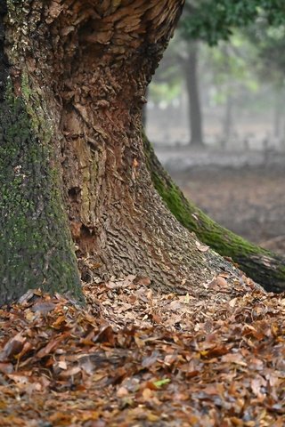 奈良公園の子鹿には絶対にさわらないで　5カ月しか生きられなかったこつぶちゃんが伝えようとしたこと