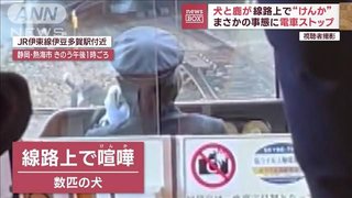 【静岡】犬とシカが線路上で“けんか”　まさかの事態に電車30分ストップ