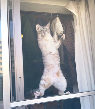 猫について何でもどうぞ【ねこ総合】