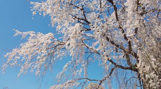 &#x{11:F8E2};なんでもいｰから&#x{11:F8E2};