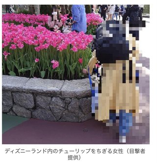 映え目的？ディズニーランドで花壇の花引きちぎる...子連れ客