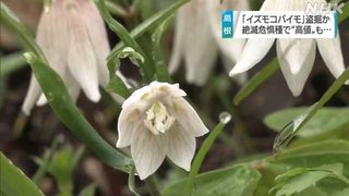 【島根】絶滅危惧種指定の「イズモコバイモ」 出雲市の群生地で盗掘か 