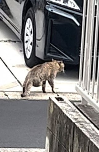 後ろ足を切断された猫を保護、虐待か？　2キロ離れた場所でも…警察が捜査中、同一犯の可能性も