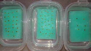 ＊ミニトマトの再生栽培＊