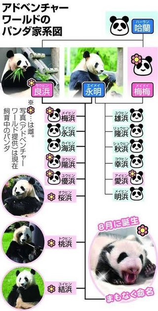 やせ細った米国パンダ　中国で映像拡散「日本で大切に…」比較も