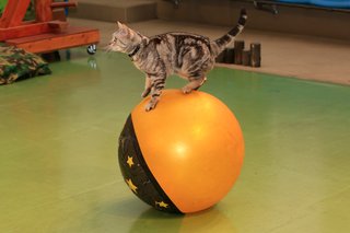 ネコが玉乗りなどする人気のショー再開へ ネコたちが猛練習