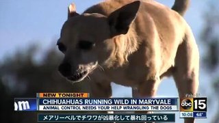 人に捨てられて野生化したチワワ