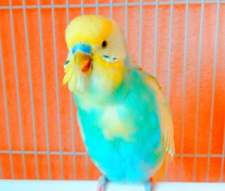 鳥好きさん、いませんか？
