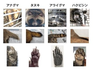 アライグマが歩いてた。学校に言う？