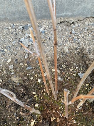 &#x{11:F9E6};&#x{11:F9E6};ガーデニング好きな方【情報交換】&#x{11:F9E6};&#x{11:F9E6};