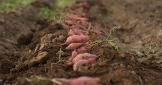 もうすぐ三食イモに、ゴルフ場をイモ畑に…国民は知らない「世界で最初に餓えるのは日本」という真実