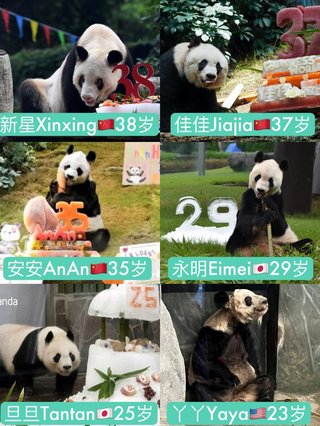 やせ細った米国パンダ　中国で映像拡散「日本で大切に…」比較も