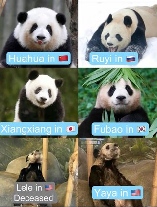 やせ細った米国パンダ　中国で映像拡散「日本で大切に…」比較も