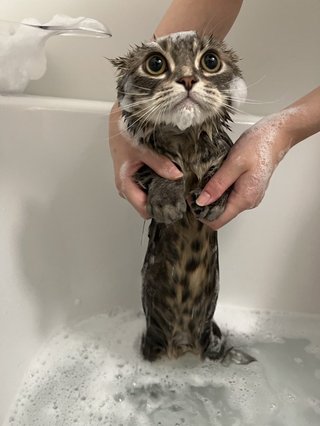 子猫をお風呂で洗うと…