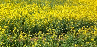 &#x{11:F8E2};なんでもいｰから&#x{11:F8E2};