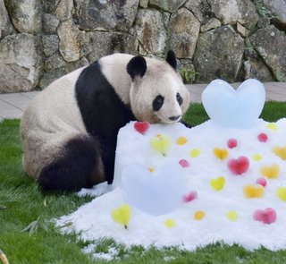 母パンダにホワイトデー　ハート形の氷をプレゼント