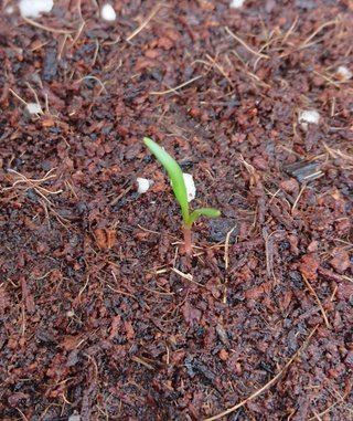 ＊ミニトマトの再生栽培＊