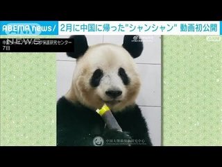 タケノコに夢中　中国に帰ったシャンシャンの動画初公開