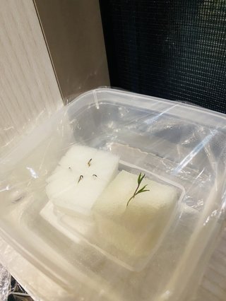 ＊ミニトマトの再生栽培＊