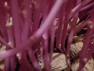 ジャガイモ10kgを3カ月も放置→衝撃の姿に変貌「うわああ」第一発見者は「耳をつんざく悲鳴」