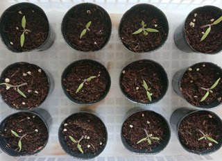 ＊ミニトマトの再生栽培＊