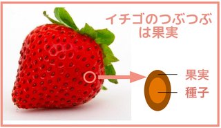 イチゴを種ごと食べるのって抵抗ない？