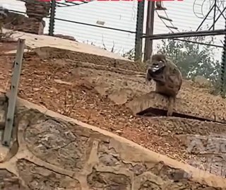 動物園でスマホをうっかりとサル山に落とす、電話かけたらサルが出た―中国