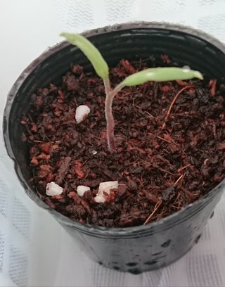 ＊ミニトマトの再生栽培＊