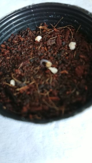 ＊ミニトマトの再生栽培＊